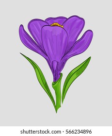 Flower crocus, vector illustration