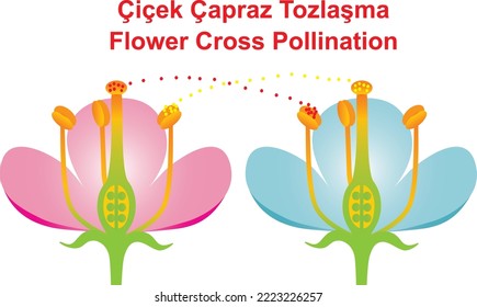 Flower Cross Pollination, reproduction in flowers