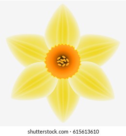 Flower of a daffodil on a white background.