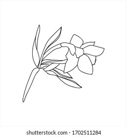 Flor -daffodil.Imagen vectorial.Ilustración sobre fondo blanco y de color.