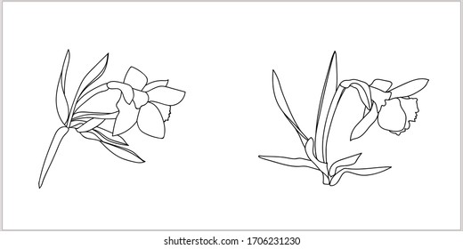 Flower -daffodil.Vector image.Illustration on white and color background.