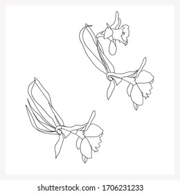Flower -daffodil.Vektorillustration image.Illustration auf weißem und farbigem Hintergrund.