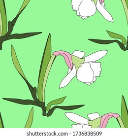 Blume -daffodil.Vector image.Illustration auf weißem und farbigem Hintergrund.