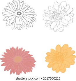 Flower daisy hand drawn illustration