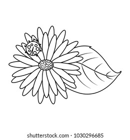flower daisy ladybug and leaves decoration natural