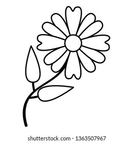 flower daisy nature
