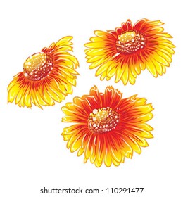 flower daisy orange isolated on white background vector