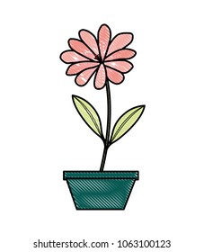 flower daisy in a pot decorative