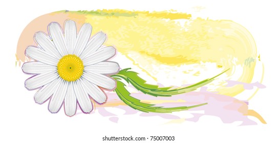 Flower daisy vector illustration