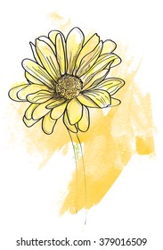 flower daisy vector, sketch wild flower resembling a daisy
