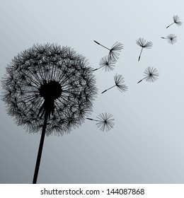 Flower dandelion black on gray background. Vector illustration
