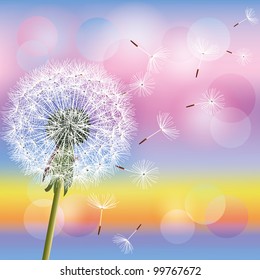 Flower dandelion on background of sunset, vector illustration. Spring nature wallpaper. Place for text