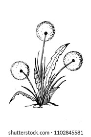 flower dandelion vector illustration