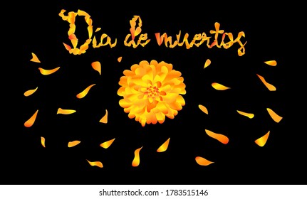 Flower Of The Dead And Petals, Mexican Tradition Black Background