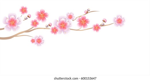 Flower design. Flower background. Branch of Sakura isolated on white background. Apple-tree flowers. Cherry blossom. Vector EPS 10 cmyk