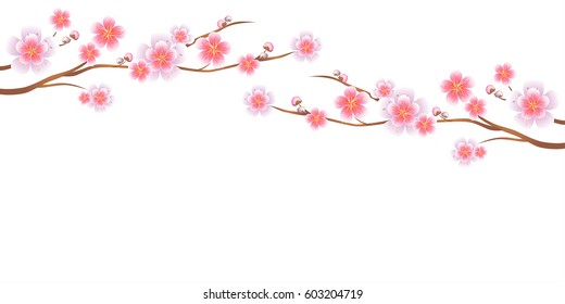 Flower design. Flower background. Branches of Sakura isolated on white background. Apple-tree flowers. Cherry blossom. Vector EPS 10 cmyk