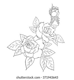 Flower design elements.  Vector illustration. Rose motif.