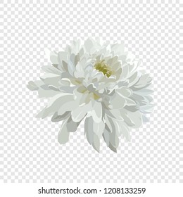 Flower for design - summer white chrysanthemum. Hand drawn vector illustration.