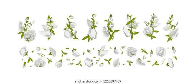 Flower for design - summer white Sweet pea. Hand drawn vector illustration.