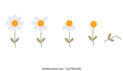 Flower at different stages of development. Flowering, falling petals, death