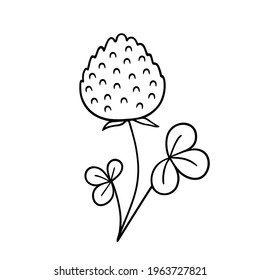 Flower doodle. Clover. Isolated element on white background. The outline of a wild flower. Trifolium. 