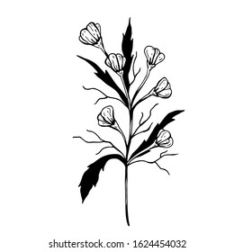 Flower doodle. Hand drawn vector illustration. Monochrome black and white ink sketch. Line art. Isolated on white background. Coloring page.