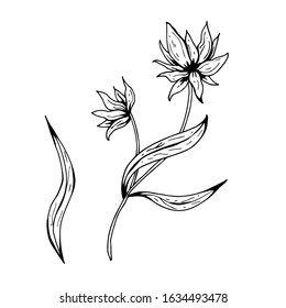 Flower doodle. Hand drawn vector illustration. Monochrome black and white ink sketch. Line art. Isolated on white background. Coloring page.