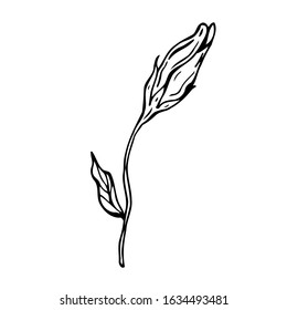 Flower doodle. Hand drawn vector illustration. Monochrome black and white ink sketch. Line art. Isolated on white background. Coloring page.