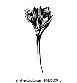 Flower Drawing Graphics 
