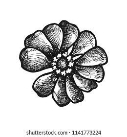 flower drawing icon. object is isolated
