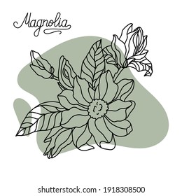 Flower drawing and sketch of magnolia. Stock vector.