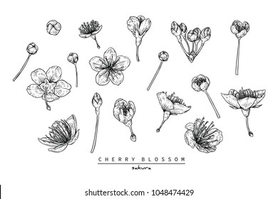 Flower drawings.
Collection of Cherry blossom or Sakura  by Hand drawn with line-art on white backgrounds.