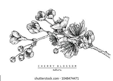 Flower drawings.
Collection of Cherry blossom or Sakura  by Hand drawn with line-art on white backgrounds.