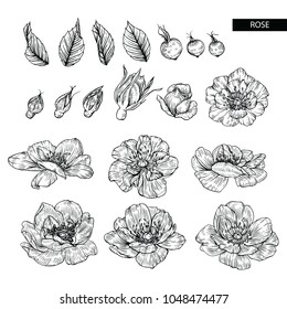 Flower drawings. 
Collection of Rose with flowers and berries by Hand drawn with line-art on white backgrounds.