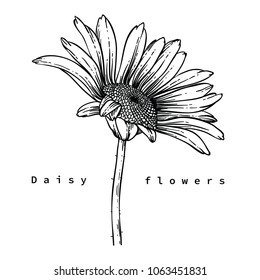 Flower drawings. 
Daisy flowers by Hand drawn with line-art on white backgrounds.
vector illustration.