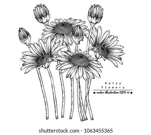 Flower drawings. 
Daisy flowers by Hand drawn with line-art on white backgrounds.
vector illustration.