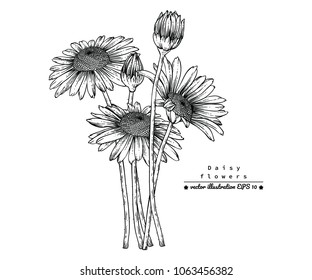 Dessins de fleurs. 
Fleurs de marguerite de La Main dessinées à la ligne sur fond blanc.
illustration vectorielle.