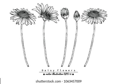 Flower drawings. 
Daisy flowers by Hand drawn with line-art on white backgrounds.
vector illustration.