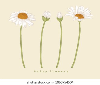 Flower drawings. 
Daisy flowers by Hand drawn with line-art. vector illustration.