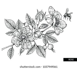 Flower drawings.
Rose flowers and berries vector by hand drawn on white backgrounds.