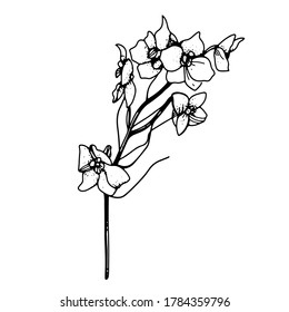 Flower drawn by line on a white background.