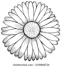 Flower drawn by lines with long petals. Beautiful flower sketch.