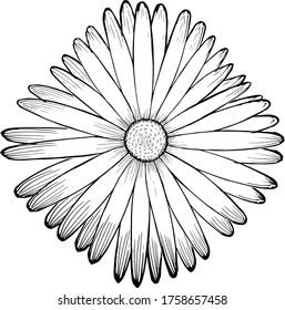 Flower drawn by lines with long petals. Beautiful flower sketch.