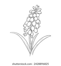 The flower is drawn with a line on a white background. Botanical sketch, monochrome vector illustration of spring muscari flower. Design element, coloring book, postcard.