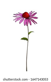 Flower Echinacea Purpurea or coneflower on stem with green leaves. Isolated on white background. For beautiful floral design, greeting cards, wedding invitations.Hand drawn. Vector stock illustration.