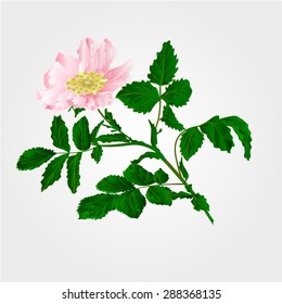 Flower eglantine twig  vector illustration