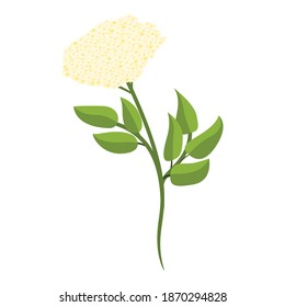 Flower elderberry icon. Cartoon of flower elderberry vector icon for web design isolated on white background