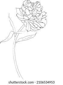 Flower element floral peony line art hand-drawn ink modern minimalism isolated elegant