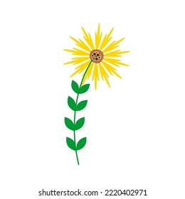 A flower with elongated yellow petals looks like a sunflower. Flowers and plants. Vector illustration in flat style.