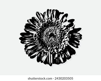 Flower engraving vector illustration. Scratch board style imitation. Black and white hand drawn image. llustrations for poster, background or card.